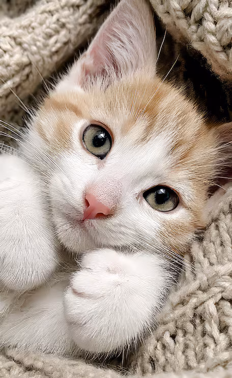 gatito-adorable-relajandose-manta-punto-mascota-encantadora-disfrutando-comodidad_87742-46512