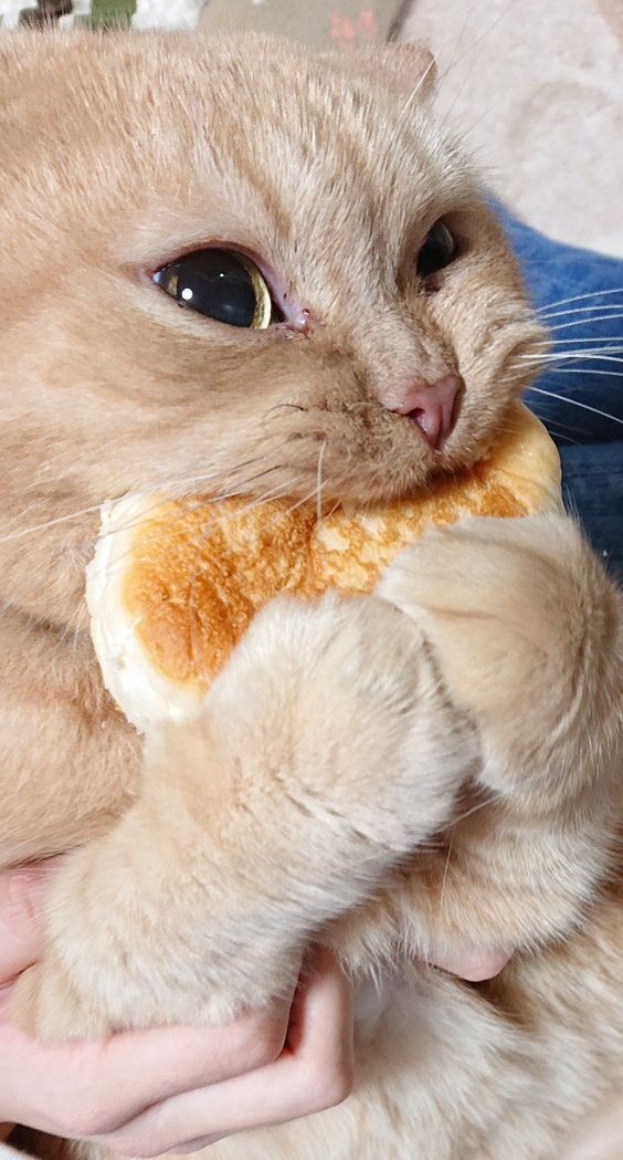 gatito